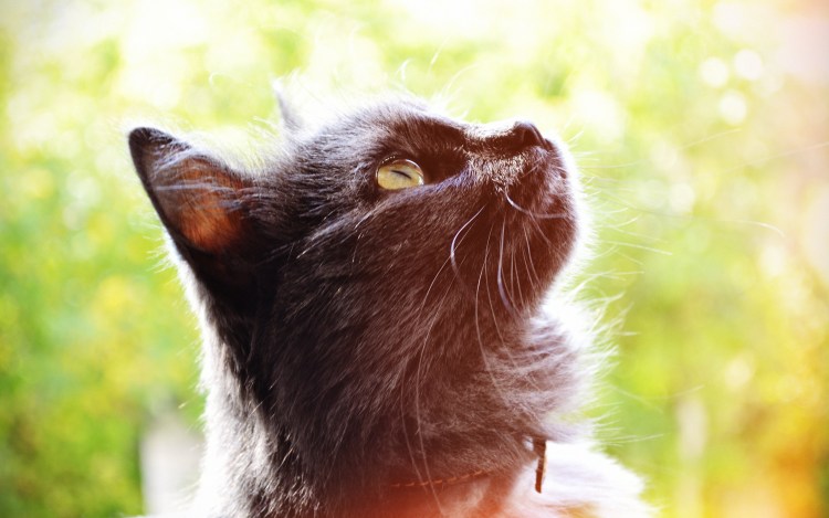 Морда кота боком