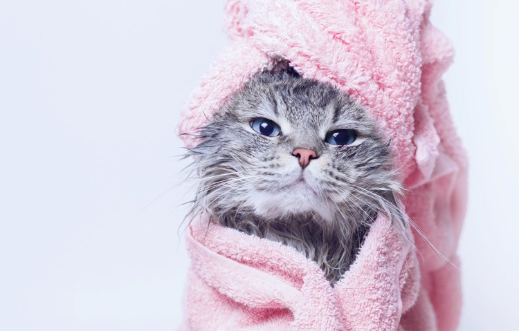 Кошка в полотенце