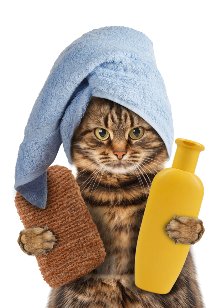 Кот в халате