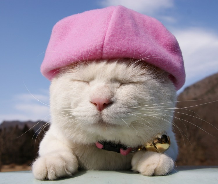 Котик в ванной