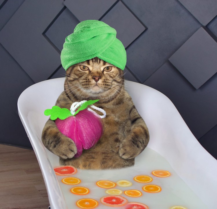 Котик моется в ванной