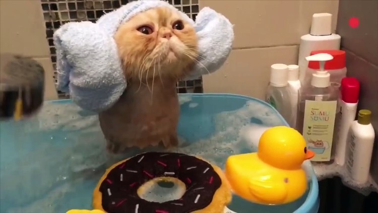 Котенок с полотенцем на голове