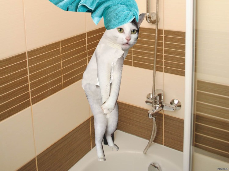 Котик в спа