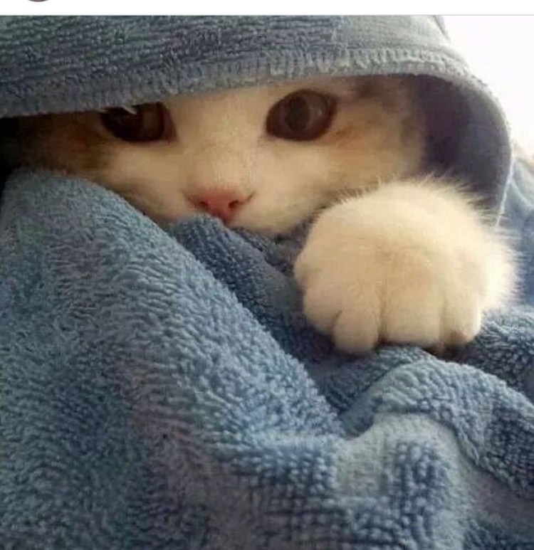 Кот в одеялке