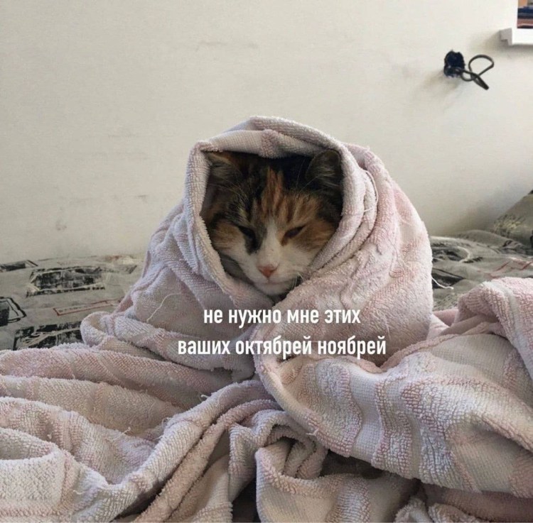 А кому сейчас легко Мем кот
