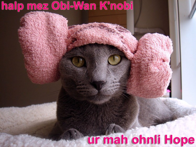 Кошка с полотенцем на голове