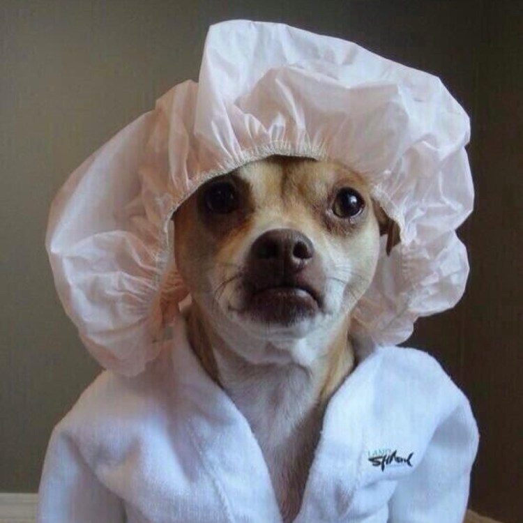 Котенок в капюшоне