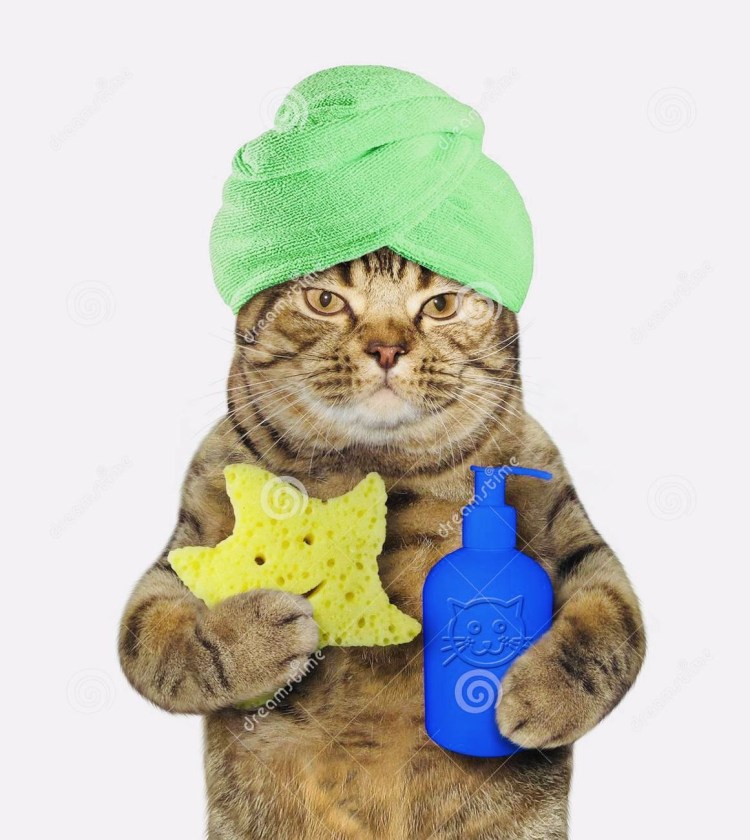 Мокрый рыжий кот