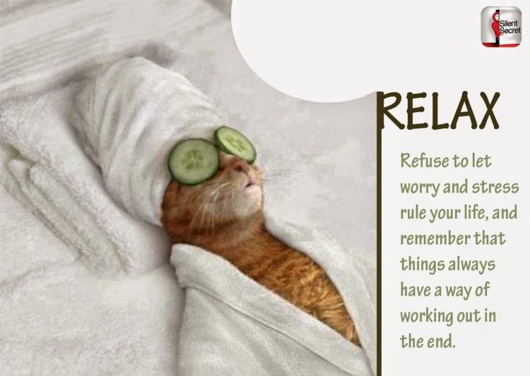 Кот в спа салоне