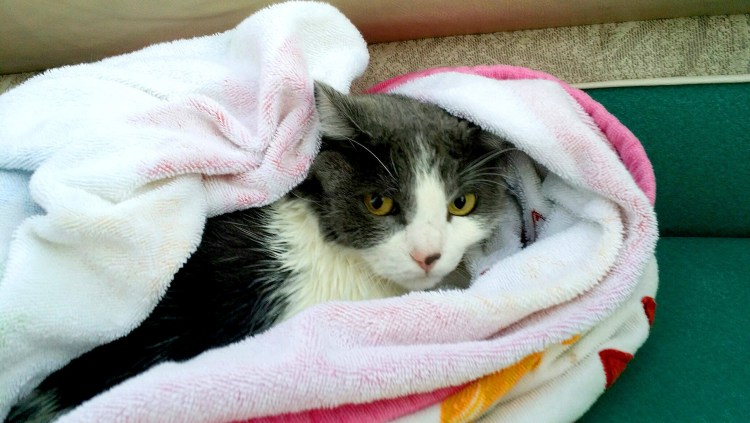 Белая кошка с полотенцем на голове рисунок