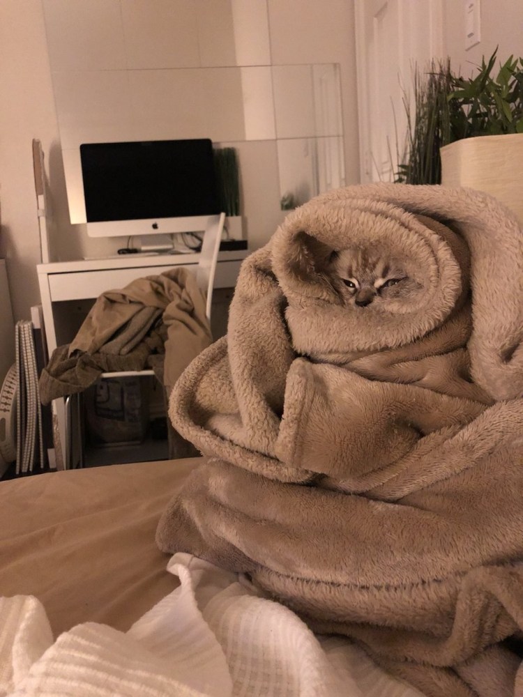 Кот закутанный в полотенце