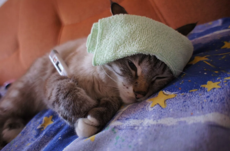 Котик с полотенцем на голове