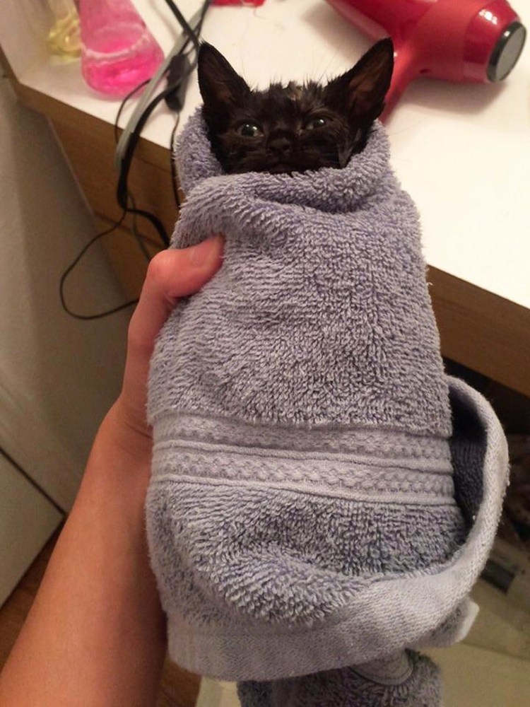 Кот заболел