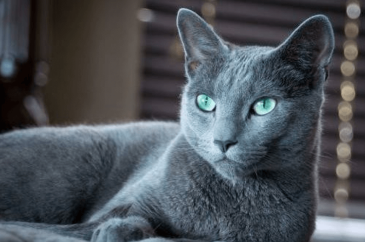 Сибирский Нибелунг метис