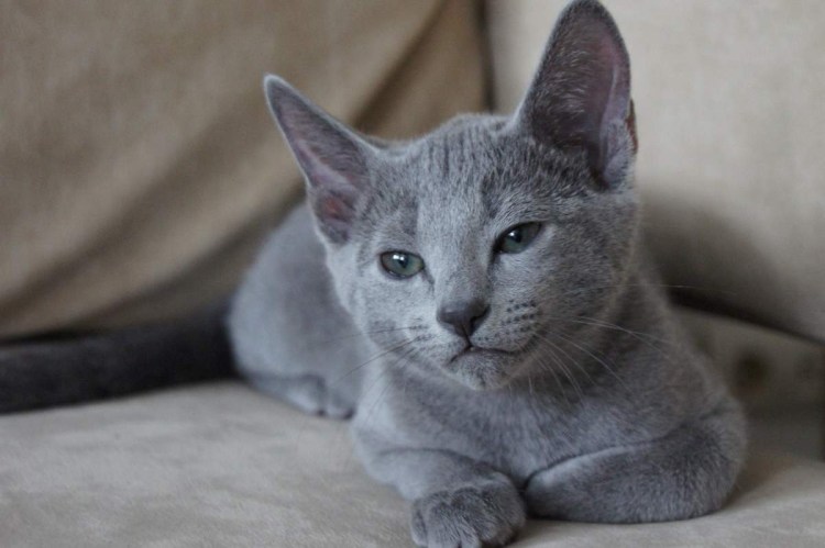 Русская голубая кошка