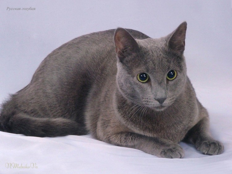 Русская голубая кошка
