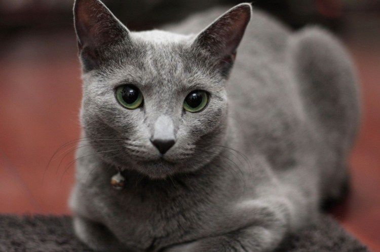 Русская голубая кошка и Британская