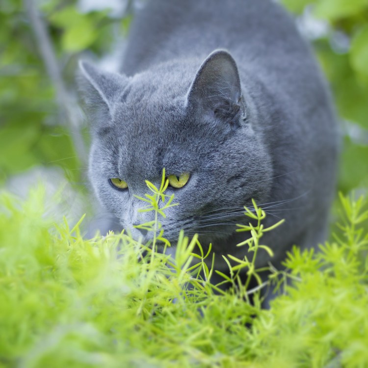 Лесная голубая кошка