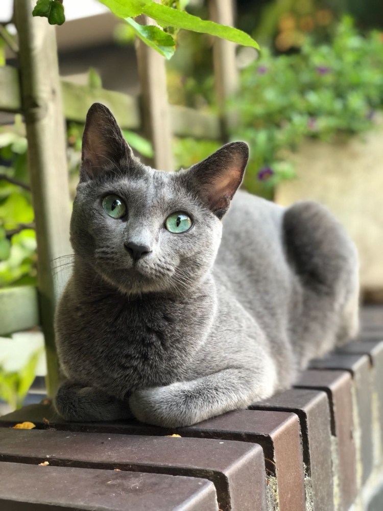 Картезианская кошка голубая