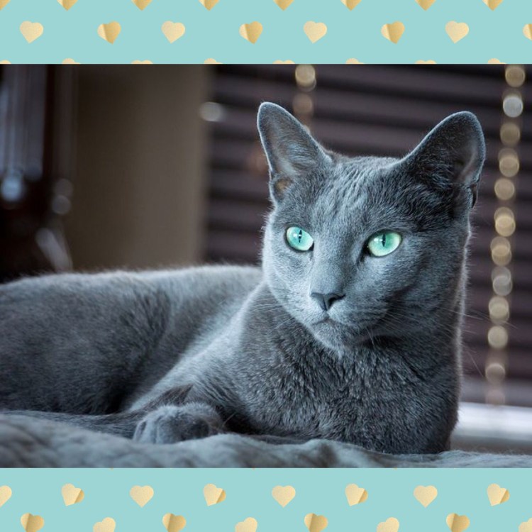 Русская голубая кошка