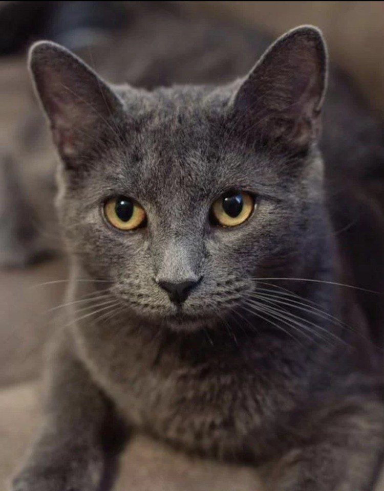 Корат шартрез Картезианская кошка