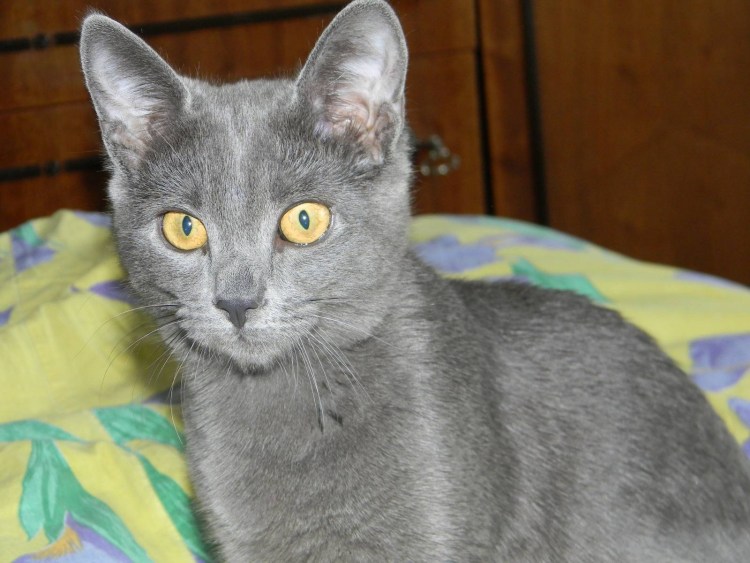 Русская голубая кошка прямоухая