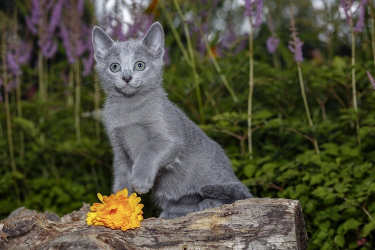 Корат шартрез Картезианская кошка