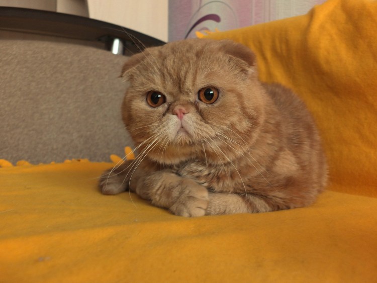 Вислоухий экзот Манчкин