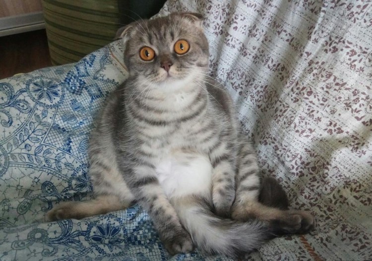 Шотландская вислоухая кошка метис