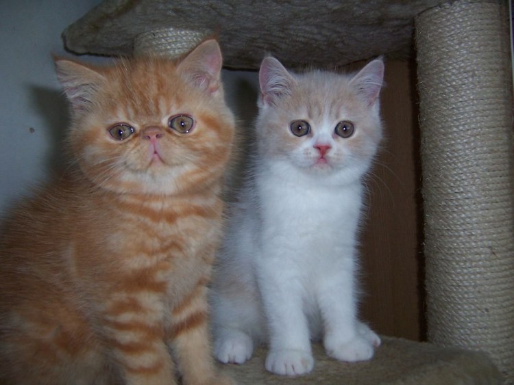 Смесь перса и экзота