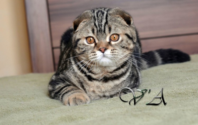 Купить шотландского кота Приморский край