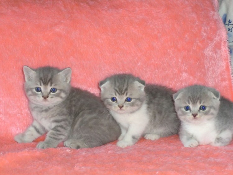 Смесь британца и шотландца прямоухого