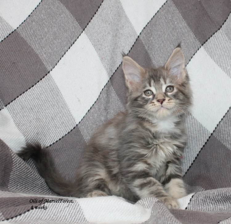 Метис Мейн куна и шотландской