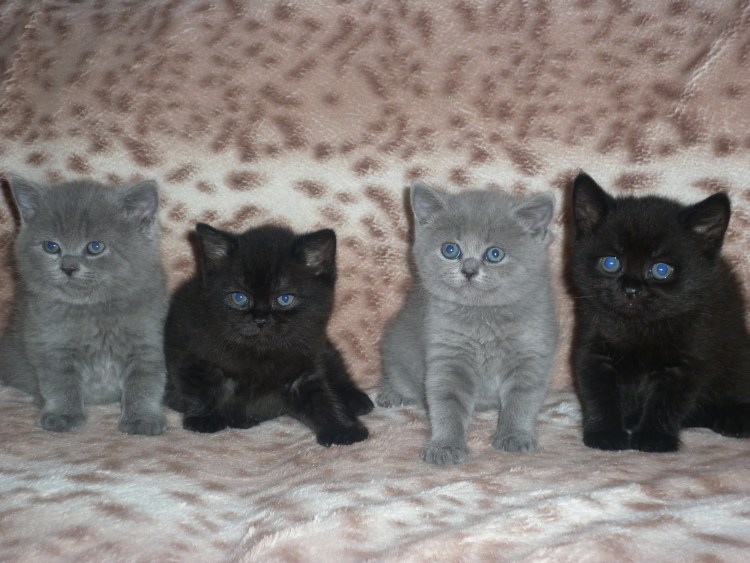 Новорожденные британские котята прямоухие