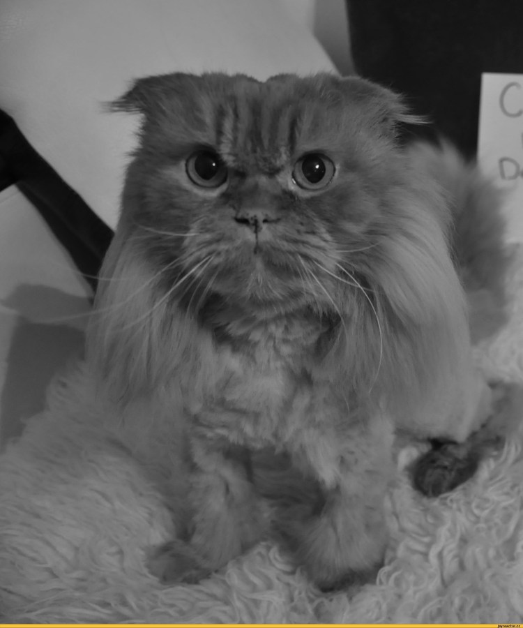 Персидская вислоухая кошка