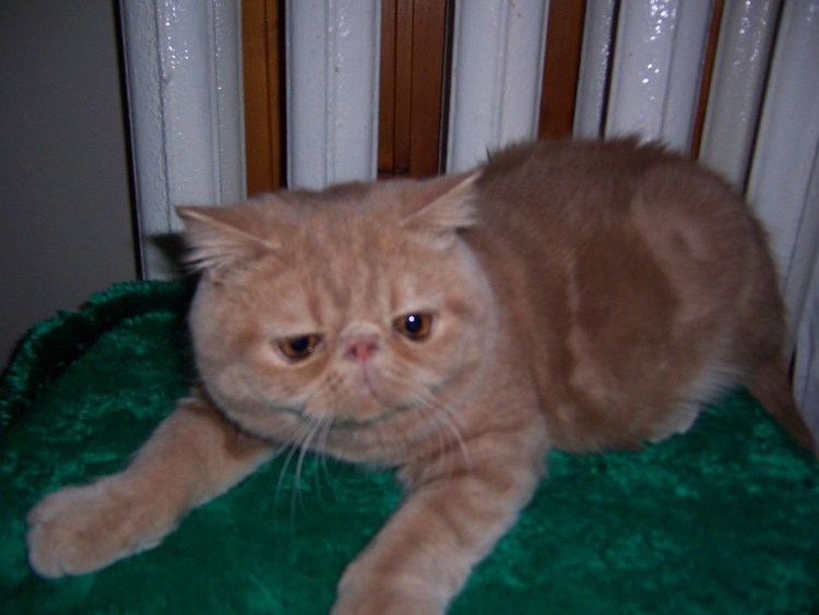 Смесь экзота и британца