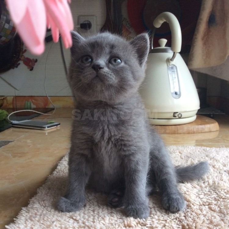 Котята шотландцы Южный