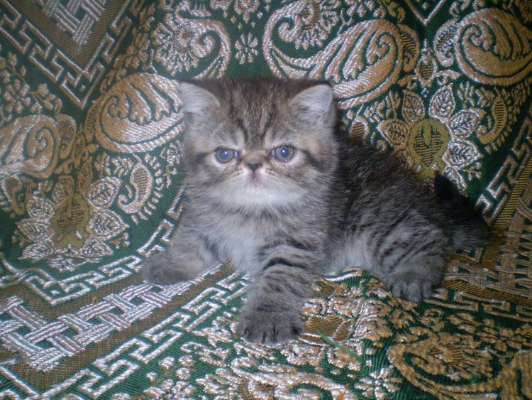 Помесь британца и перса экзота