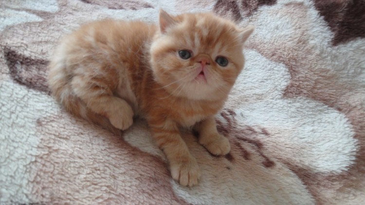 Метис экзота