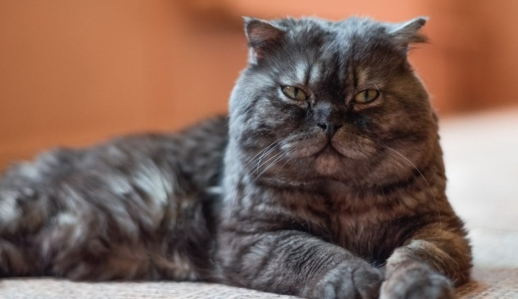 Шотландец экзот вислоухий