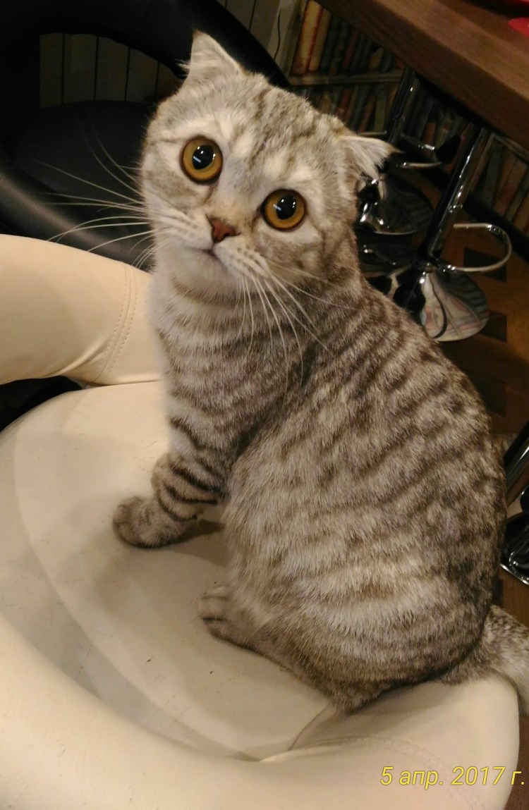 Кот шотландец метис