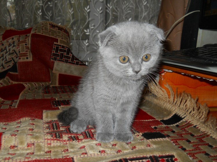 Мальчик белый шотландец вислоухий