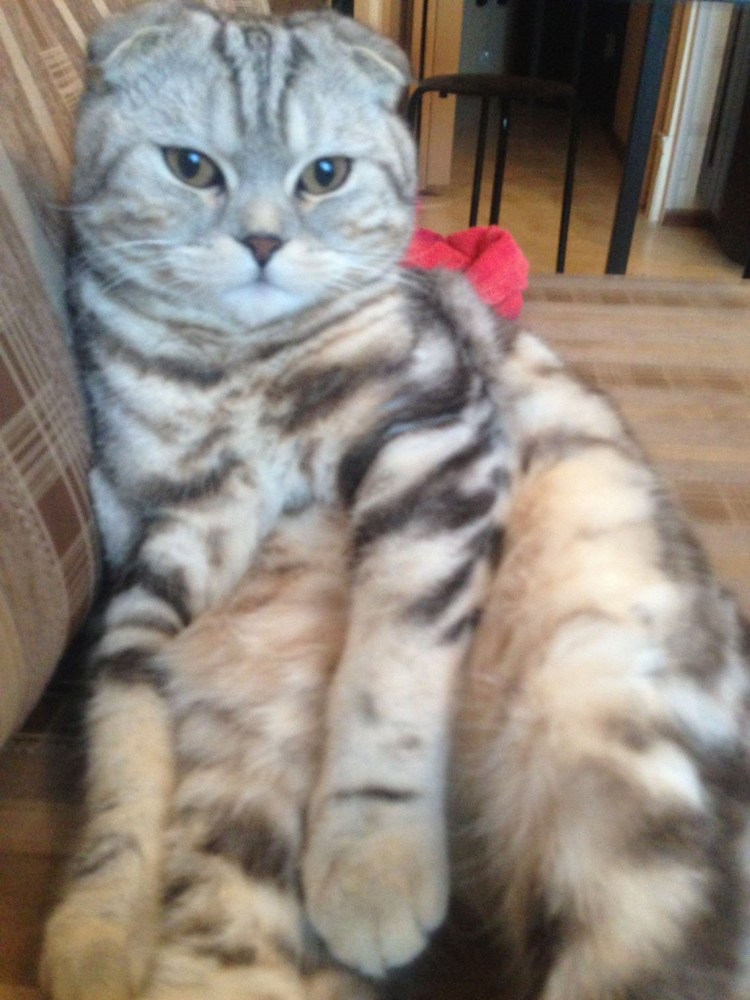 Бенгальский вислоухий кот