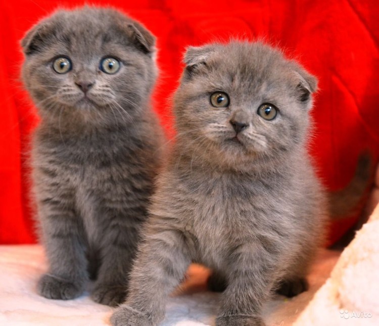 Метис шотландской кошки