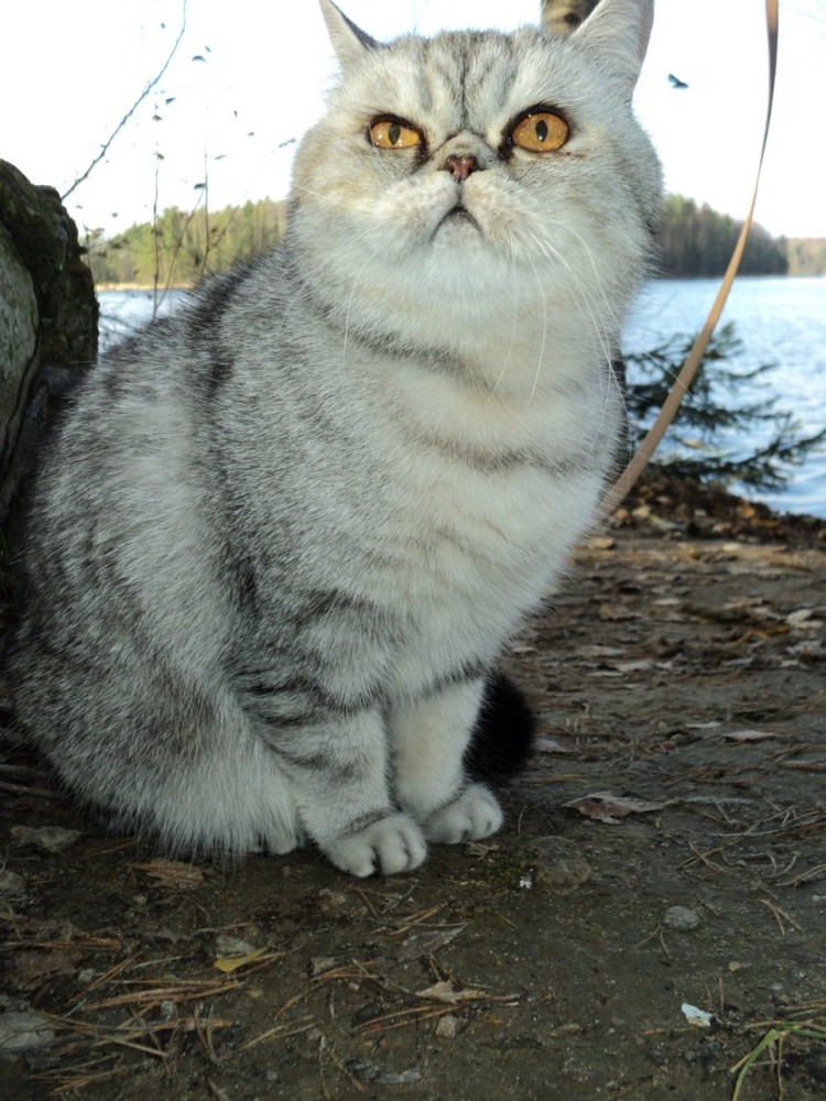 Экзот серый метис