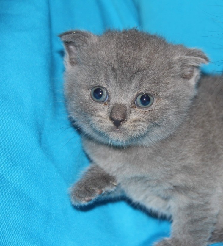 Шотландские котята смесь