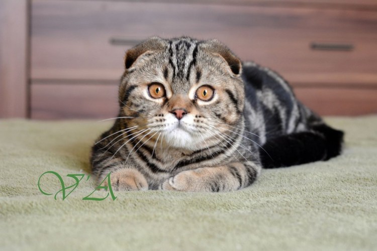 Шотландские кошки питомник Украина