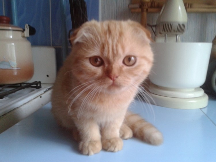 Смесь британца и перса