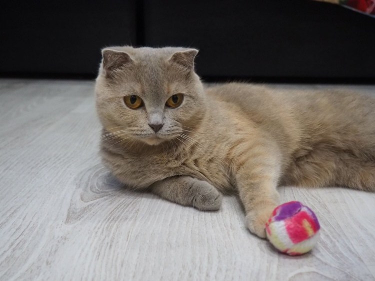 Метис Британская короткошёрстная + скоттиш фолд