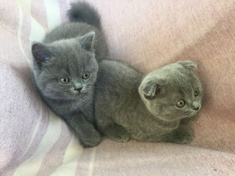 Голубые котята шотландцы